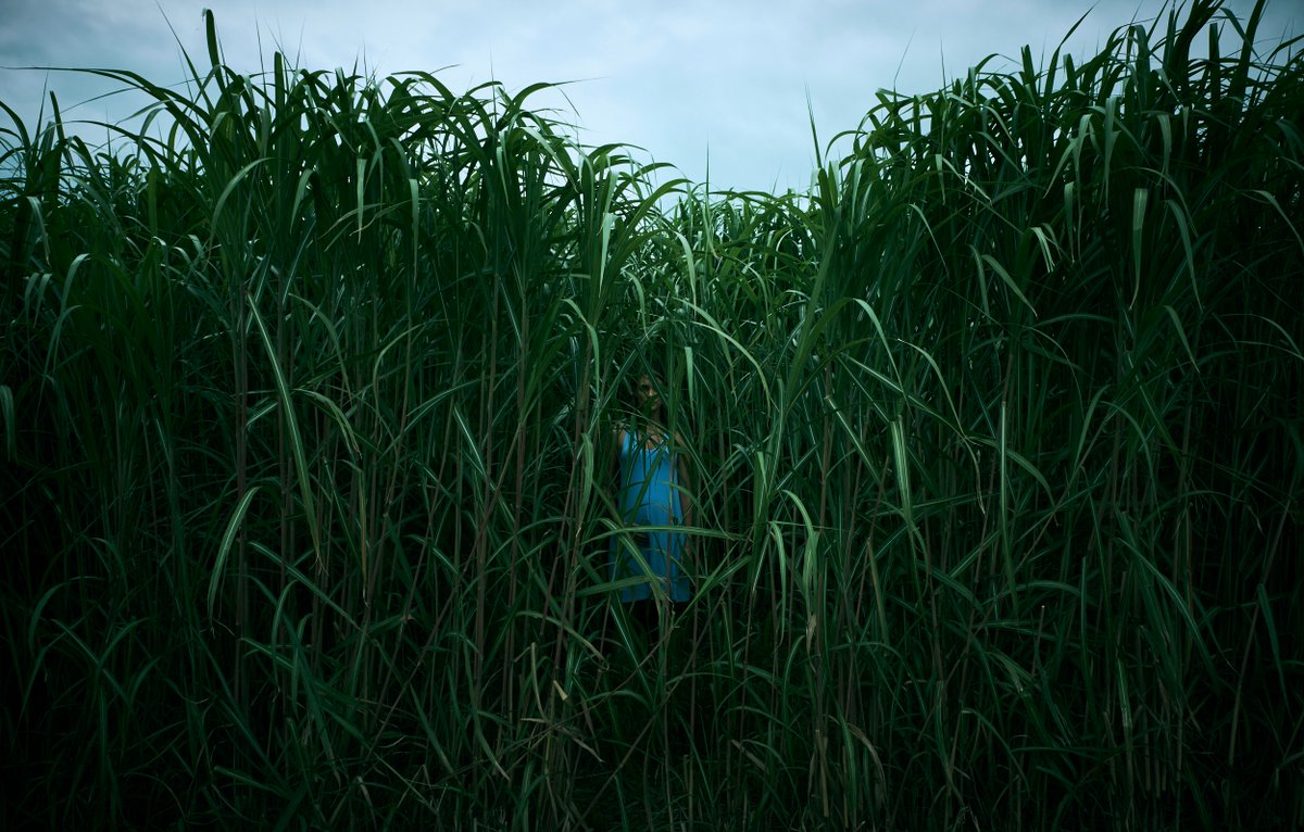 In The Tall Grass Poster